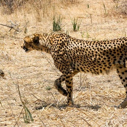 Big Cats Of Africa